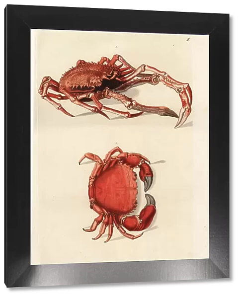Northern stone crab, Lithodes maja 1