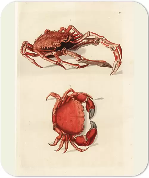 Northern stone crab, Lithodes maja 1