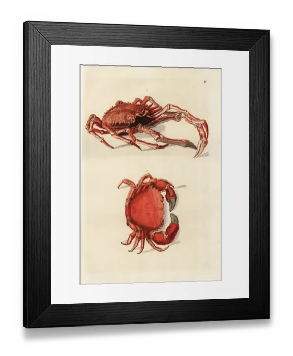 Framed Print : Northern stone crab, Lithodes maja 1 Framed Print : Northern stone crab, Lithodes maja 1