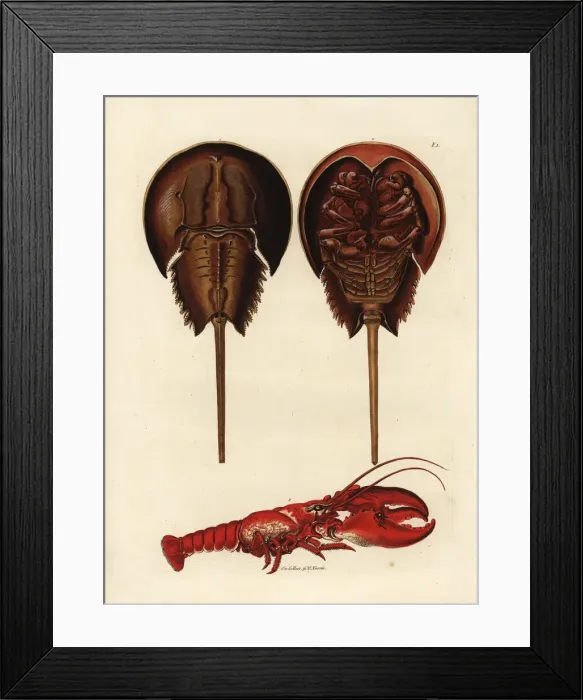 Framed Print : Horseshoe crab, Limulus polyphemus, and lobster Framed Print : Horseshoe crab, Limulus polyphemus, and lobster