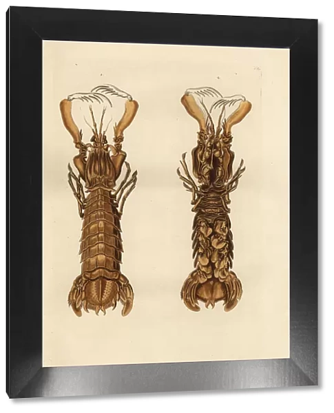 Mantis shrimp, Squilla mantis