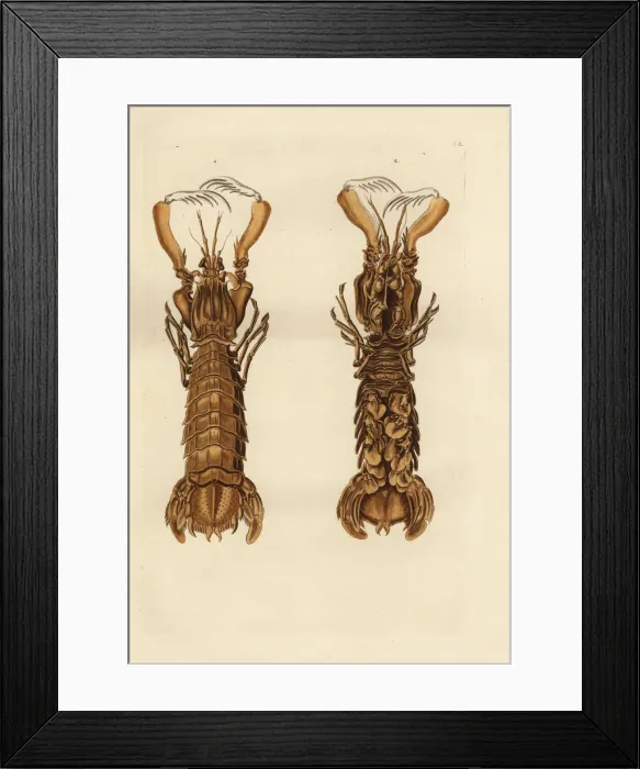Framed Print : Mantis shrimp, Squilla mantis Framed Print : Mantis shrimp, Squilla mantis