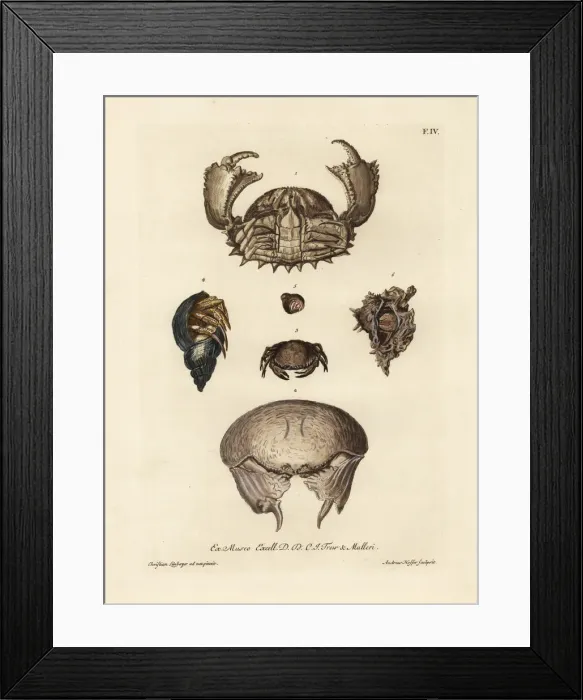 Framed Print : Box crabs, floral egg crab and hermit crabs Framed Print : Box crabs, floral egg crab and hermit crabs