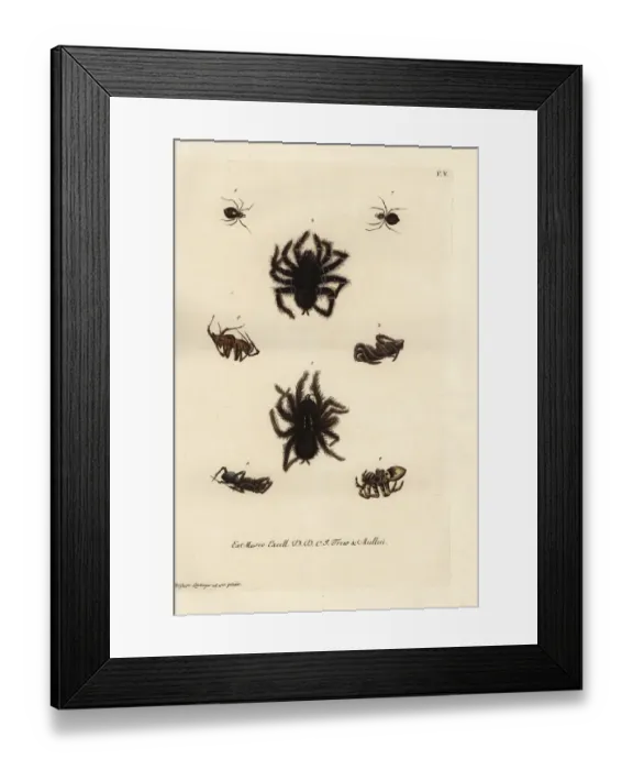 Framed Print : Pinktoe tarantula, tarantula wolf spiders Framed Print : Pinktoe tarantula, tarantula wolf spiders
