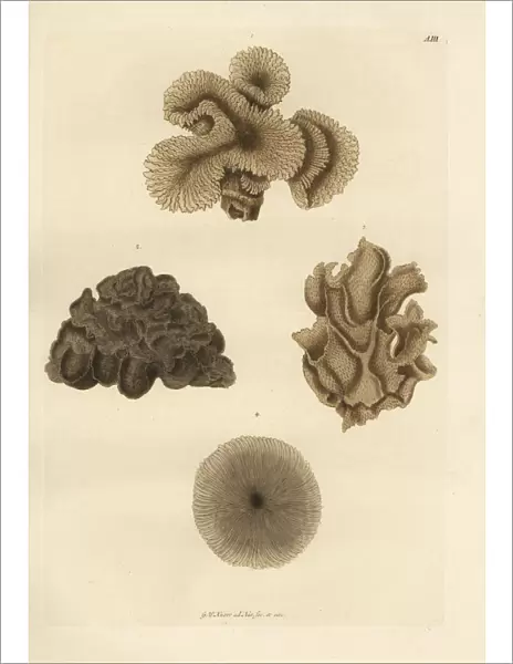 Mushroom coral species