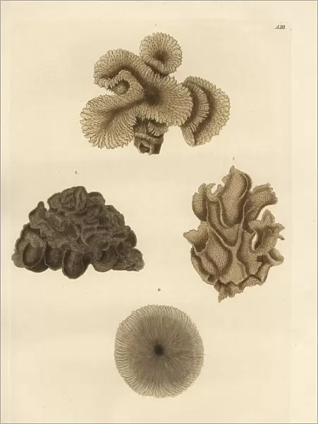 Mushroom coral species