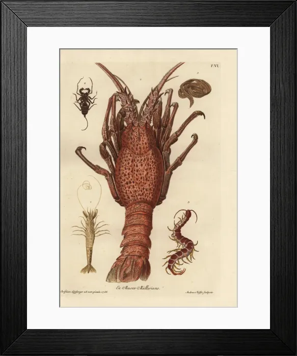 Framed Print : Lobster, shrimp, giant centipede and tapeworm Framed Print : Lobster, shrimp, giant centipede and tapeworm