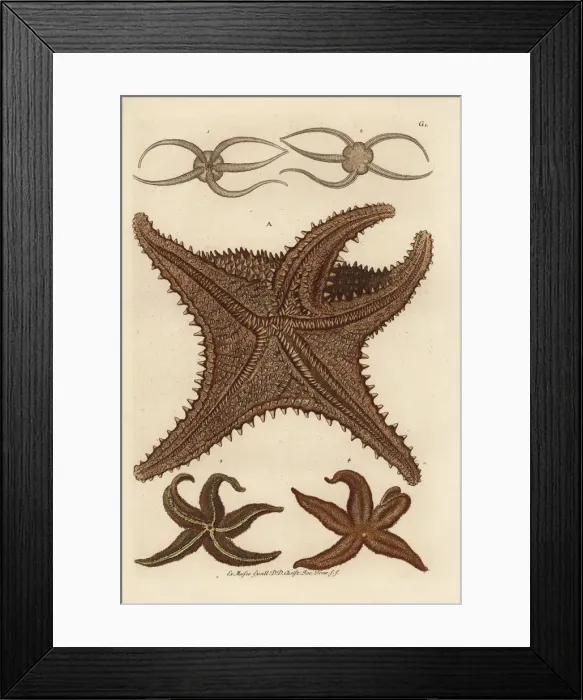 Framed Print : Sea star species Framed Print : Sea star species