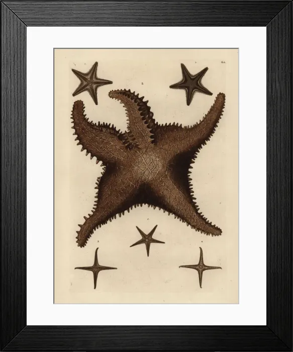 Framed Print : Sea star species Framed Print : Sea star species