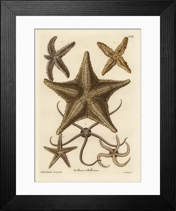 Framed Print : Sea star species Framed Print : Sea star species