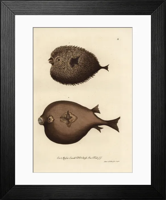 Framed Print : Spot-fin porcupinefish, Diodon hystrix