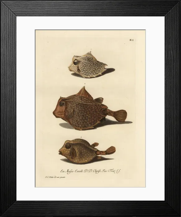 Framed Print : Humpback turretfish 1, 2, and smooth trunkfish 3 Framed Print : Humpback turretfish 1, 2, and smooth trunkfish 3