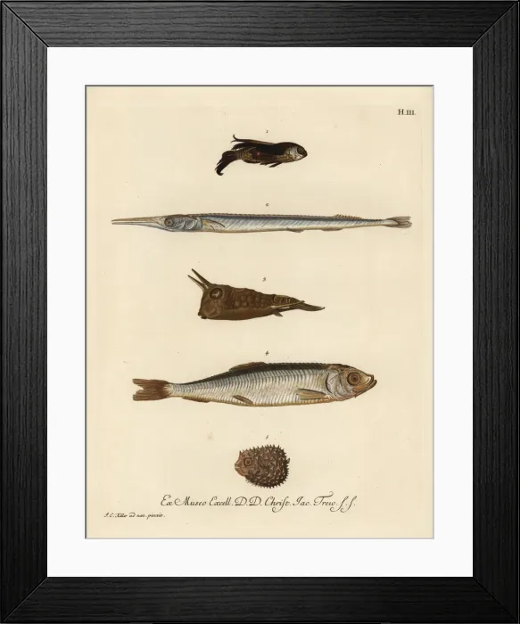 Framed Print : Gurnard, needlefish, cowfish, herring and porcupinefish Framed Print : Gurnard, needlefish, cowfish, herring and porcupinefish