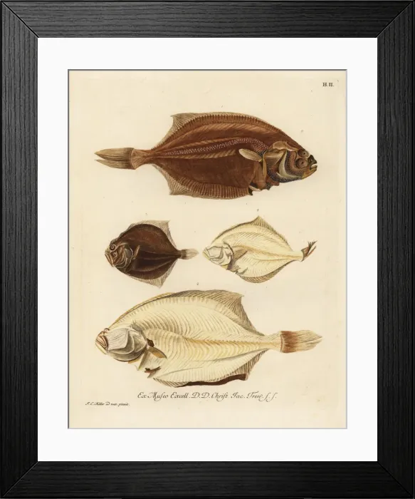 Framed Print : European plaice, Pleuronectes platessa Framed Print : European plaice, Pleuronectes platessa