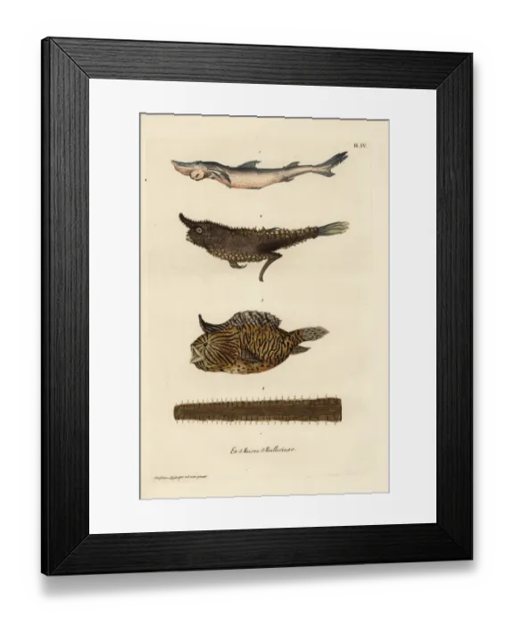 Framed Print : Smoothhand shark, angler fish, burrfish and sawfish bill Framed Print : Smoothhand shark, angler fish, burrfish and sawfish bill