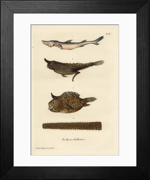 Framed Print : Smoothhand shark, angler fish, burrfish and sawfish bill Framed Print : Smoothhand shark, angler fish, burrfish and sawfish bill
