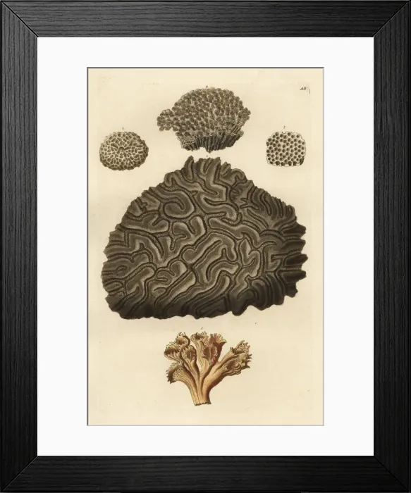 Framed Print : Stony coral species Framed Print : Stony coral species