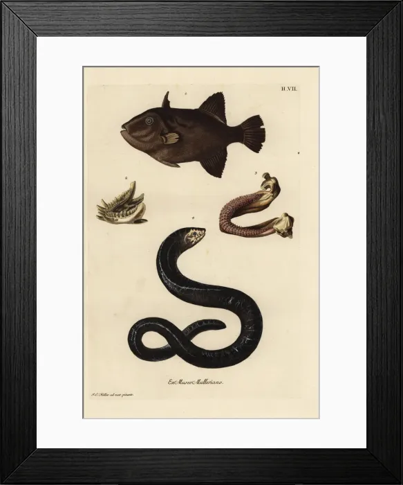 Framed Print : Grey triggerfish and Moray eel, lower jaws Framed Print : Grey triggerfish and Moray eel, lower jaws