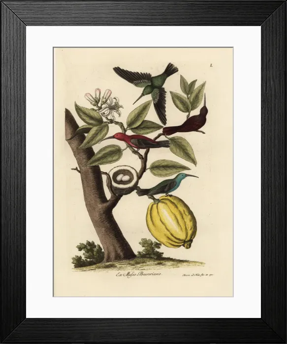 Framed Print : Four hummingbirds with a nest and two eggs Framed Print : Four hummingbirds with a nest and two eggs