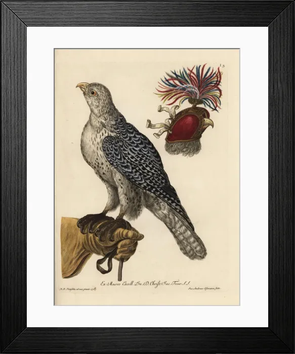 Framed Print : Eurasian sparrowhawk, Accipiter nisus Framed Print : Eurasian sparrowhawk, Accipiter nisus