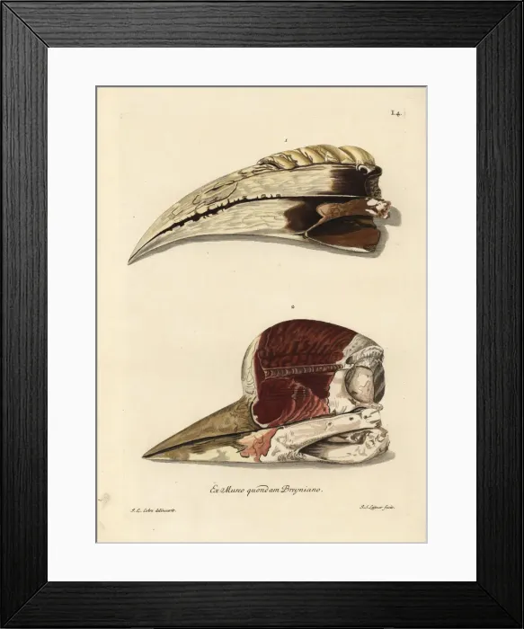 Framed Print : Beak of a toucan, Ramphastos species Framed Print : Beak of a toucan, Ramphastos species