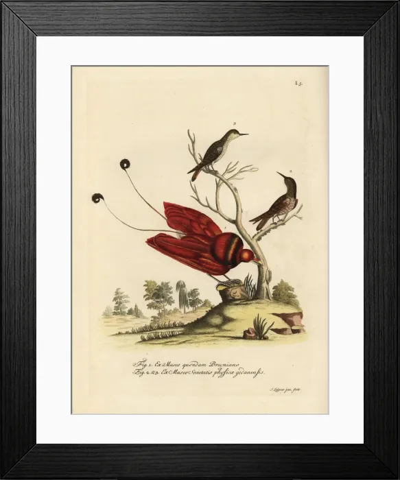 Framed Print : King bird-of-paradise, Cicinnurus regius Framed Print : King bird-of-paradise, Cicinnurus regius