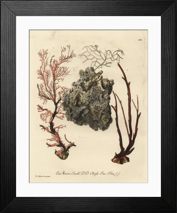Framed Print : Coral sea fans or Alcyonacea species Framed Print : Coral sea fans or Alcyonacea species