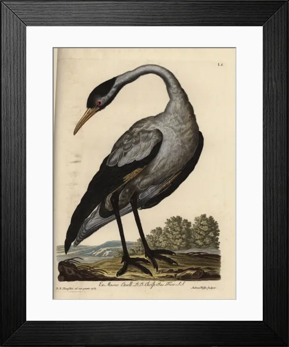 Framed Print : Common crane, Grus grus (Grus nostra)