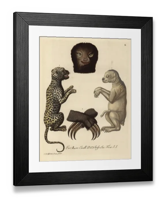 Framed Print : Pale-throated sloth, Bradypus tridactylus Framed Print : Pale-throated sloth, Bradypus tridactylus