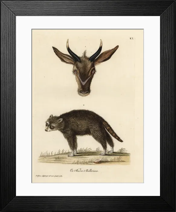 Framed Print : Head of a young antelope and wild civet of French Guiana Framed Print : Head of a young antelope and wild civet of French Guiana