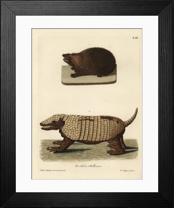 Framed Print : European hedgehog, Erinaceus europaeus Framed Print : European hedgehog, Erinaceus europaeus