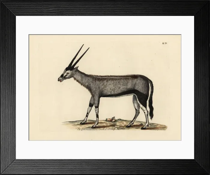 Framed Print : Gemsbok or gemsbuck, Oryx gazella Framed Print : Gemsbok or gemsbuck, Oryx gazella