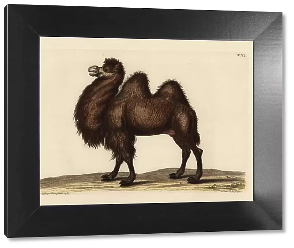 Bactrian camel, Camelus bactrianus