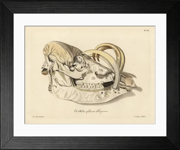 Framed Print : Skull of a Buru babirusa, Babyrousa babyrussa Framed Print : Skull of a Buru babirusa, Babyrousa babyrussa