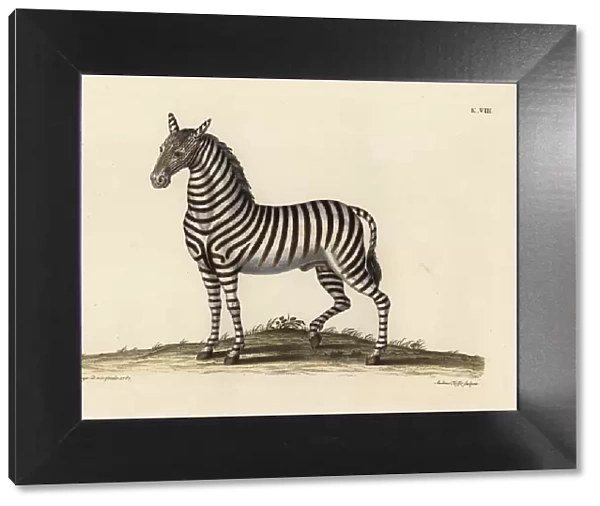 Plains zebra, Equus quagga