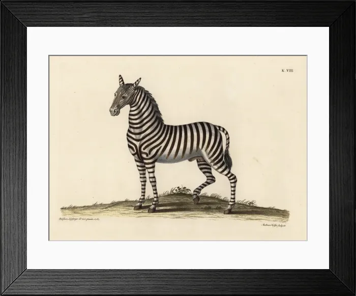 Framed Print : Plains zebra, Equus quagga Framed Print : Plains zebra, Equus quagga