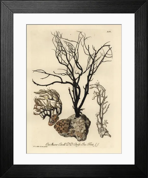 Framed Print : Sea fans or Alcyonacea species Framed Print : Sea fans or Alcyonacea species