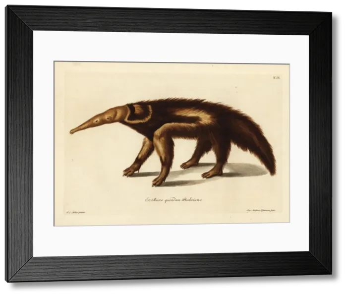 Framed Print : Giant anteater, Myrmecophaga tridactyla Framed Print : Giant anteater, Myrmecophaga tridactyla