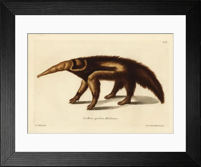 Framed Print : Giant anteater, Myrmecophaga tridactyla Framed Print : Giant anteater, Myrmecophaga tridactyla