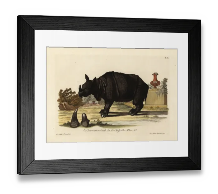 Framed Print : Indian rhinoceros, Rhinoceros unicornis Framed Print : Indian rhinoceros, Rhinoceros unicornis