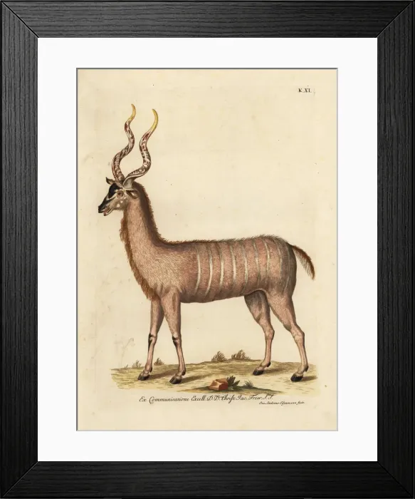 Framed Print : Greater kudu, Tragelaphus strepsiceros Framed Print : Greater kudu, Tragelaphus strepsiceros