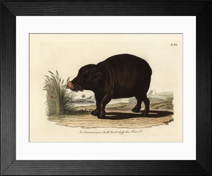 Framed Print : Nile hippopotamus, Hippopotamus amphibius. Vulnerable Framed Print : Nile hippopotamus, Hippopotamus amphibius. Vulnerable