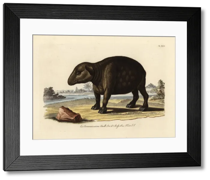 Framed Print : South American or Brazilian tapir, Tapirus Framed Print : South American or Brazilian tapir, Tapirus