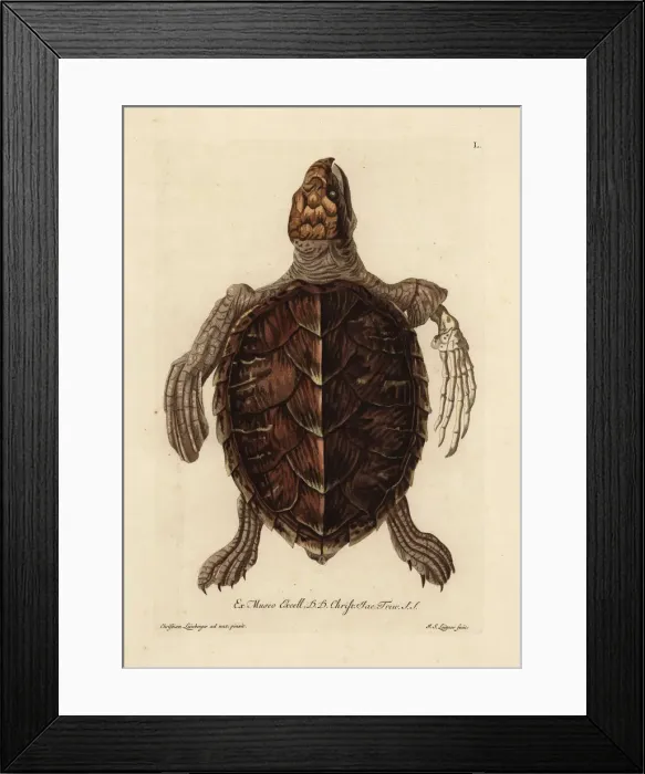 Framed Print : Loggerhead sea turtle, Caretta caretta Framed Print : Loggerhead sea turtle, Caretta caretta