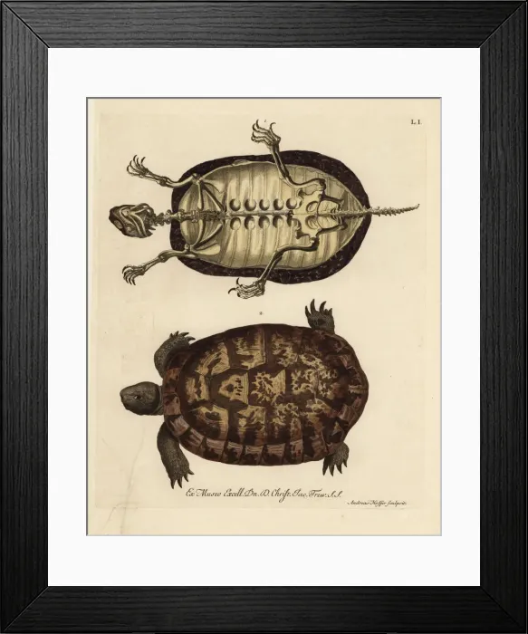 Framed Print : Tortoise skeleton and German tortoise species Framed Print : Tortoise skeleton and German tortoise species