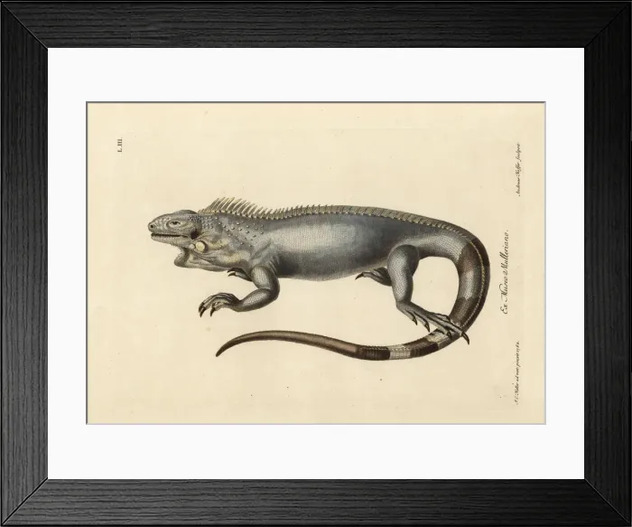 Framed Print : Green or American iguana, Iguana iguana Framed Print : Green or American iguana, Iguana iguana