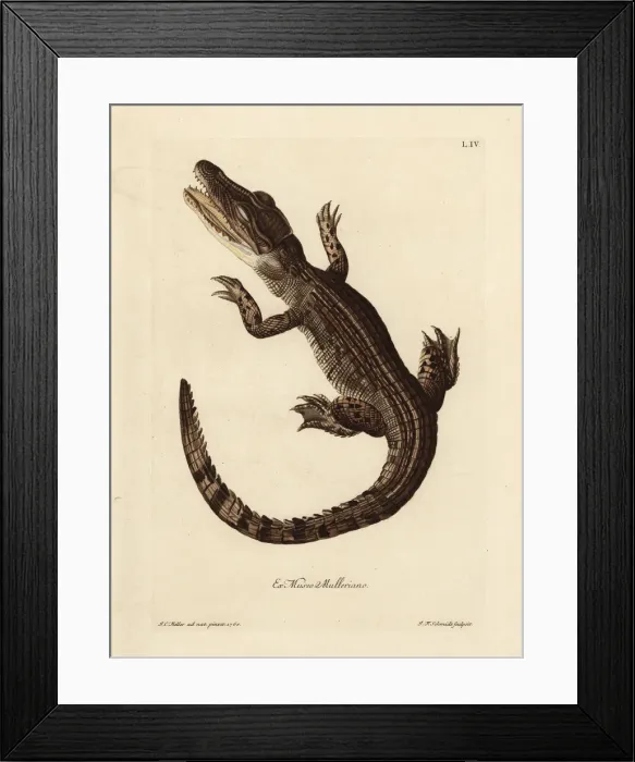 Framed Print : Common caiman, Caiman crocodilus Framed Print : Common caiman, Caiman crocodilus