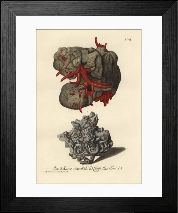 Framed Print : Coral species Framed Print : Coral species