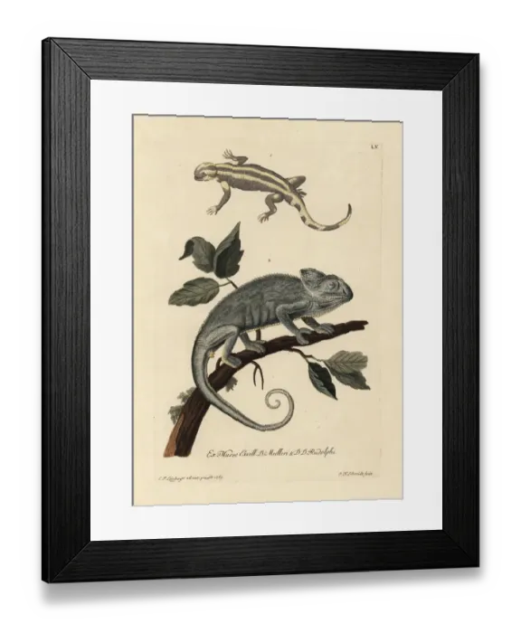 Framed Print : Salamander species and Indian chameleon Framed Print : Salamander species and Indian chameleon