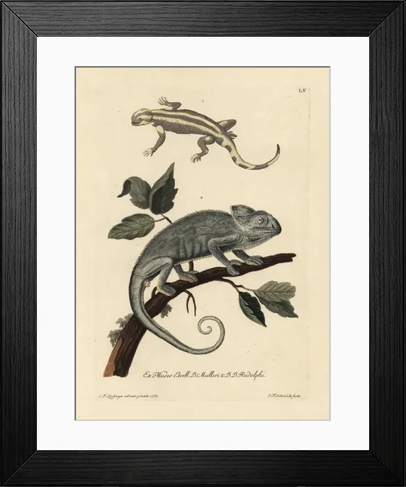Framed Print : Salamander species and Indian chameleon Framed Print : Salamander species and Indian chameleon